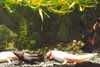 Axolotl vignette 3